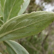 Psiadia  melastomatoides.? ? ? Psiadia montana?? asteraceae.endémique Réunion. (2).jpeg