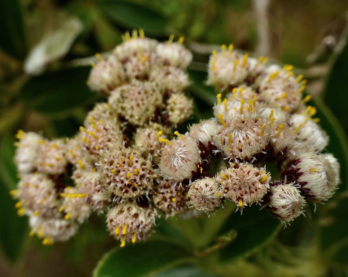 Psiadia  melastomatoides.? ? ? Psiadia montana?? asteraceae.endémique Réunion. (3).jpeg