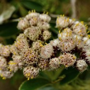 Psiadia  melastomatoides.? ? ? Psiadia montana?? asteraceae.endémique Réunion. (3).jpeg