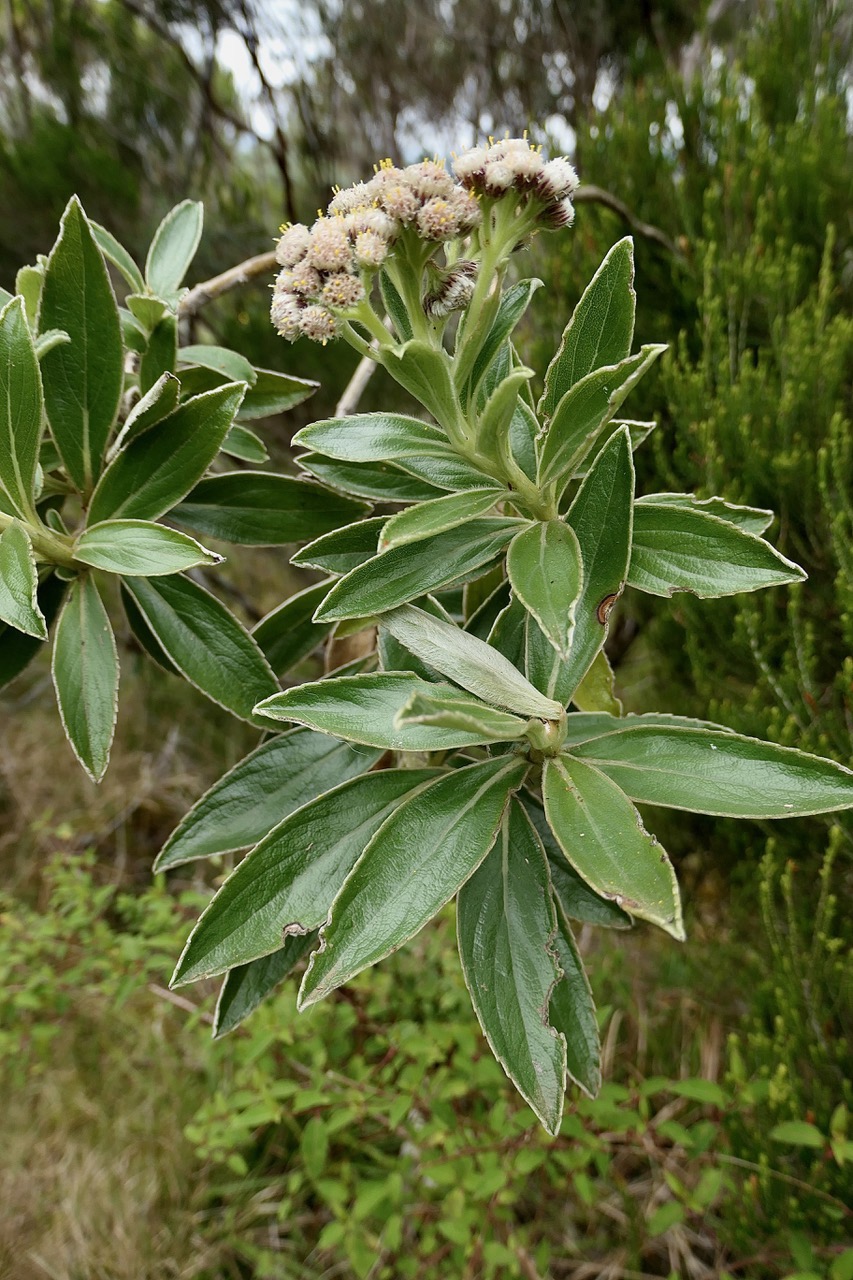 Psiadia  melastomatoides.? ? ? Psiadia montana?? asteraceae.endémique Réunion..jpeg