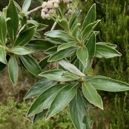 Psiadia  melastomatoides.? ? ? Psiadia montana?? asteraceae.endémique Réunion..jpeg