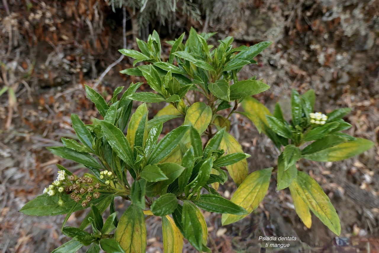 Psiadia dentata.ti mangue.bois collant.asteraceae.endémique Réunion..jpeg