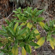 Psiadia dentata.ti mangue.bois collant.asteraceae.endémique Réunion..jpeg