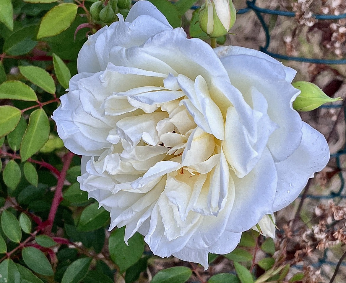 Rosa 