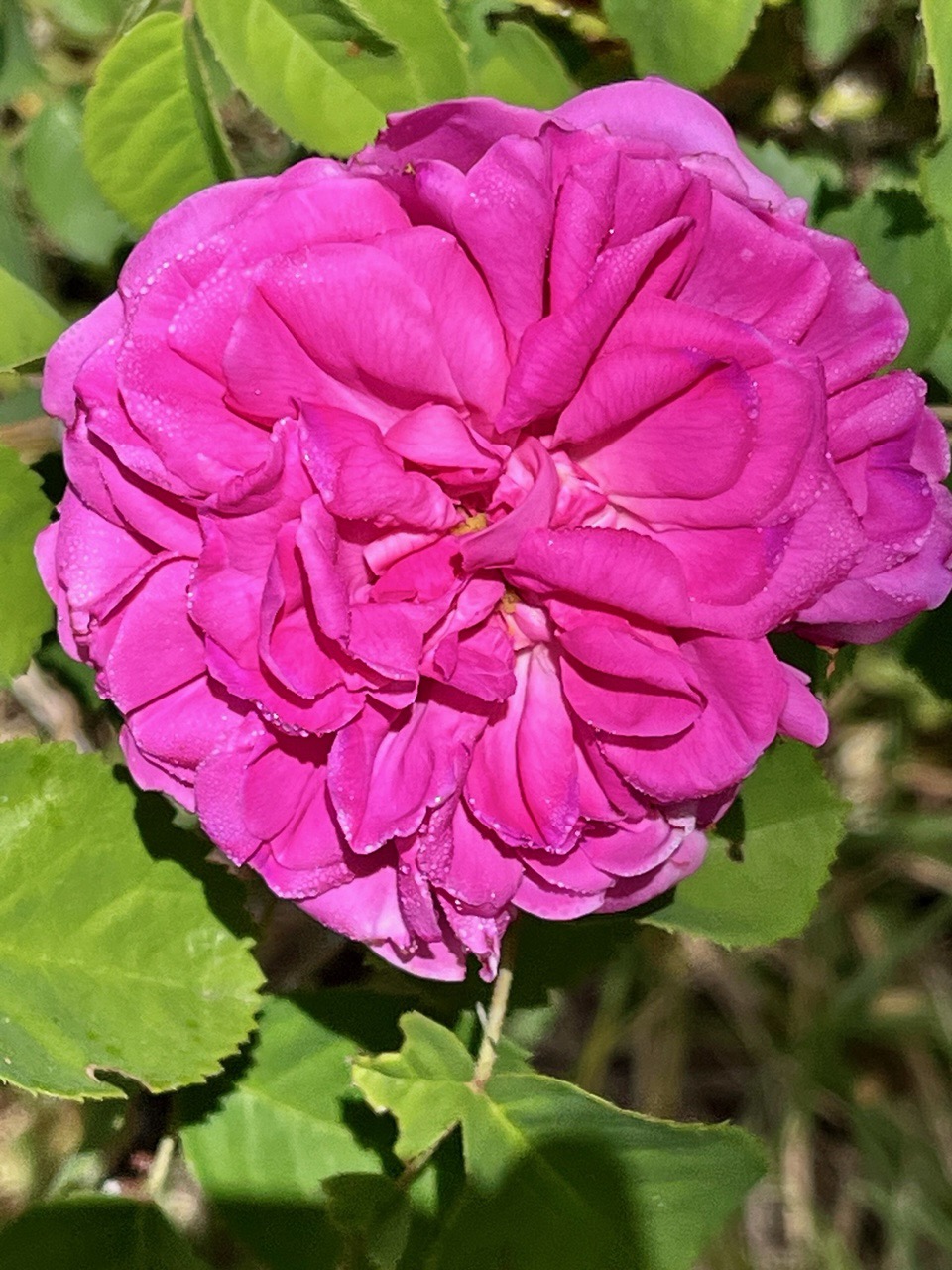 Rosa damascena.rosaceae..jpeg