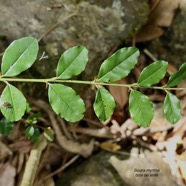 Scutia myrtina.bois de sinte.rhamnaceae.indigène Réunion (1).jpeg