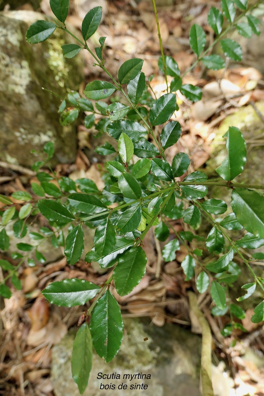 Scutia myrtina.bois de sinte.rhamnaceae.indigène Réunion.jpeg