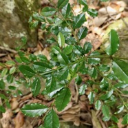 Scutia myrtina.bois de sinte.rhamnaceae.indigène Réunion.jpeg