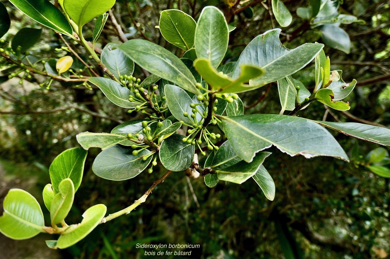 Sideroxylon borbonicum  Bois de fer bâtard .natte coudine ( avec boutons floraux .) .sapotaceae.endémique Réunion.jpeg