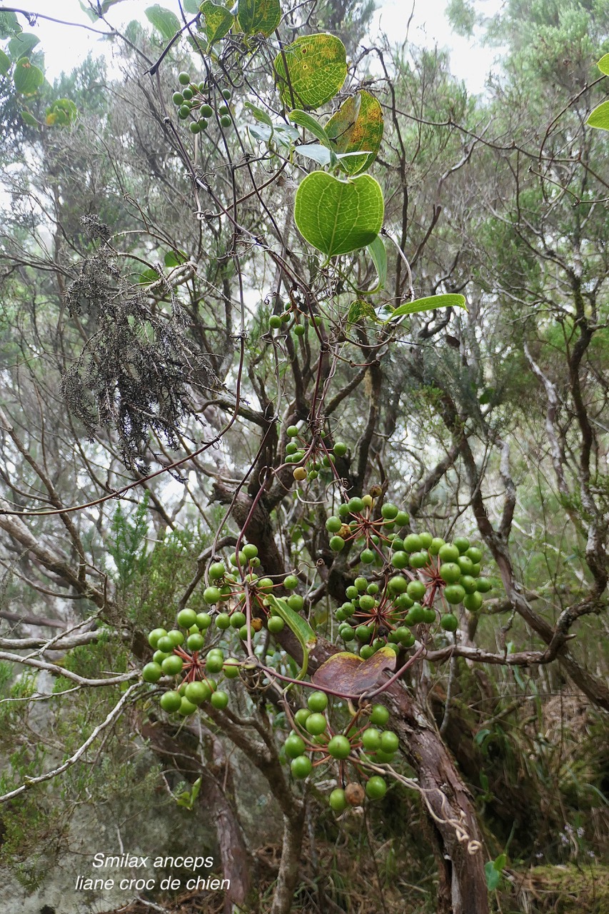 Smilax anceps.croc de chien.smilacaceae.indigène Réunion..jpeg