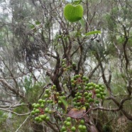 Smilax anceps.croc de chien.smilacaceae.indigène Réunion..jpeg