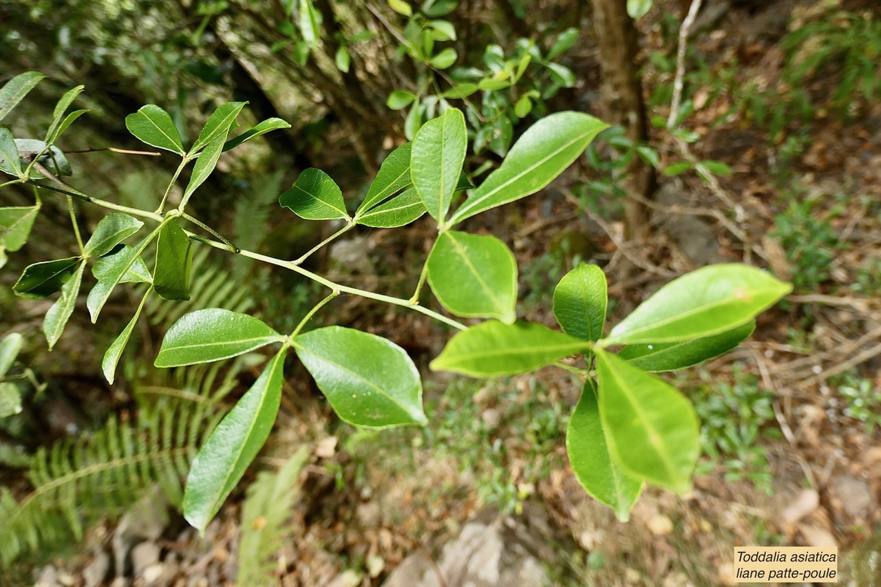 Toddalia asiatica .liane patte poule.rutaceae..indigène Réunion..jpeg