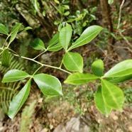 Toddalia asiatica .liane patte poule.rutaceae..indigène Réunion..jpeg