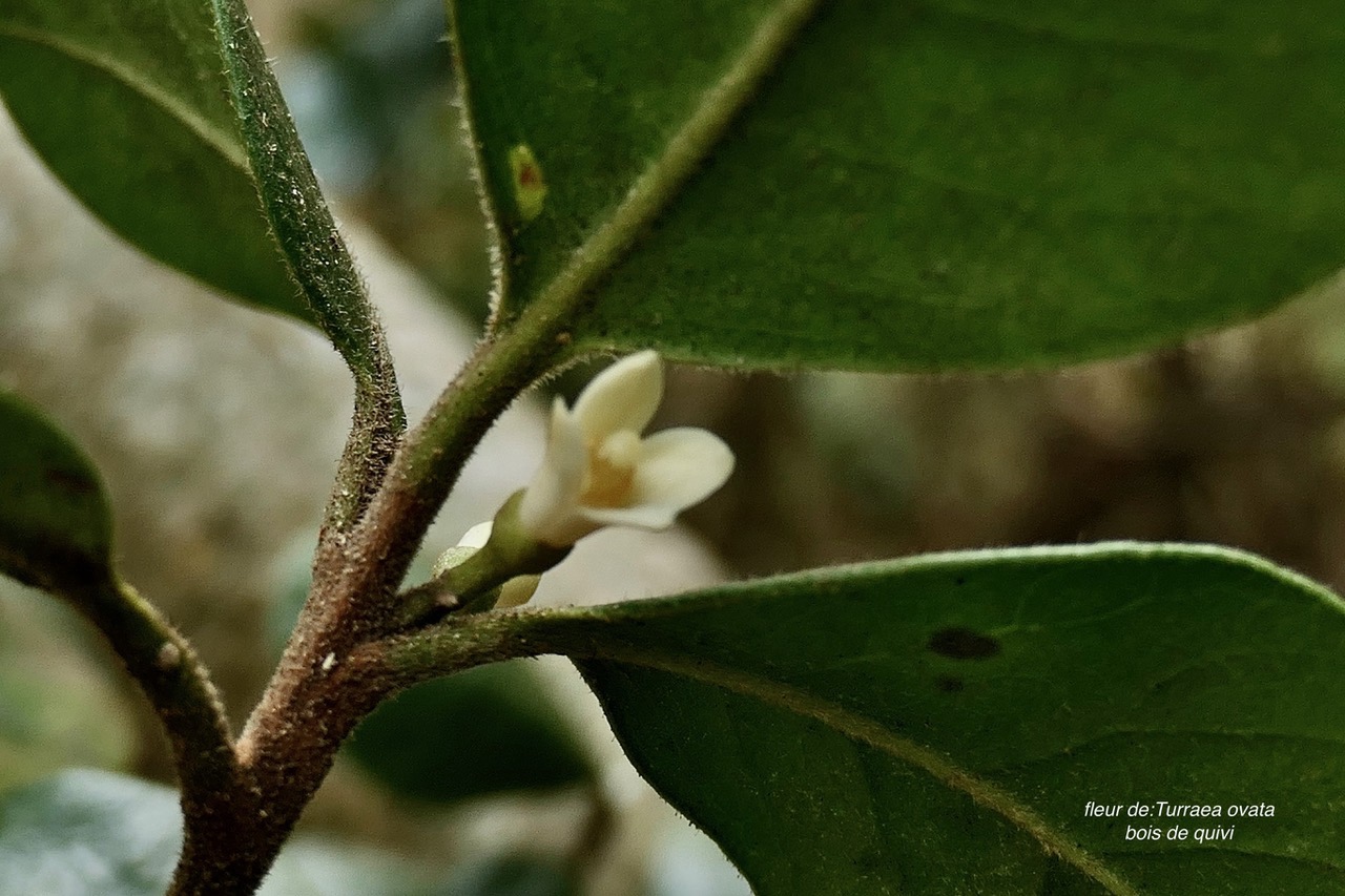 Turraea ovata. bois de quivi. petit quivi .( fleur ) meliaceae.endémique Réunion Maurice..jpeg