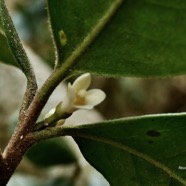 Turraea ovata. bois de quivi. petit quivi .( fleur ) meliaceae.endémique Réunion Maurice..jpeg