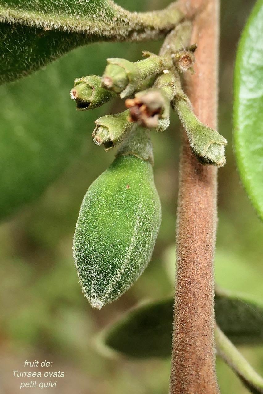 Turraea ovata. bois de quivi. petit quivi .( fruit ) meliaceae.endémique Réunion Maurice..jpeg