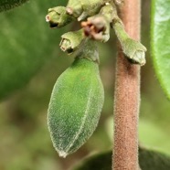 Turraea ovata. bois de quivi. petit quivi .( fruit ) meliaceae.endémique Réunion Maurice..jpeg