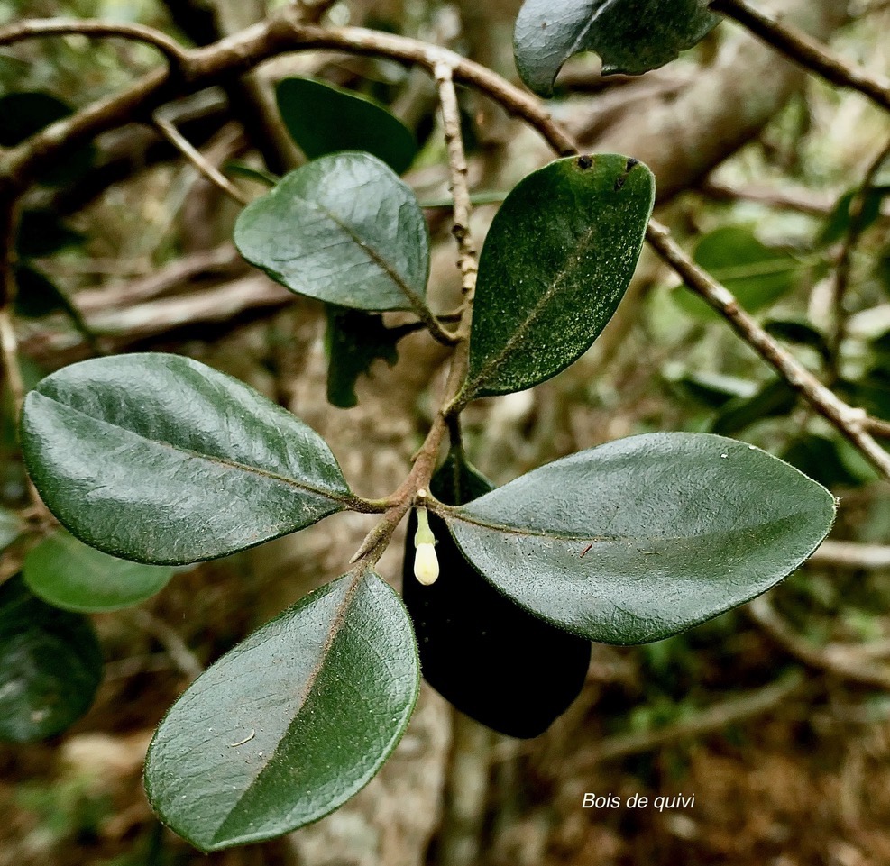 Turraea ovata. bois de quivi. petit quivi .meliaceae.endémique Réunion Maurice. (1).jpeg