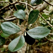 Turraea ovata. bois de quivi. petit quivi .meliaceae.endémique Réunion Maurice. (1).jpeg