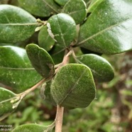 Turraea ovata. bois de quivi. petit quivi .meliaceae.endémique Réunion Maurice..jpeg