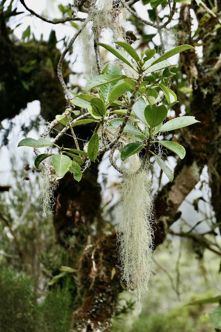 Usnea barbata.usnée barbue.barbe de Saint Antoine.parmeliaceae sur Claoxylon parviflorum -bois d’’oiseaux.euphorbiaceae.endémique Réunion Maurice Rodrigues..jpeg