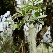 Usnea barbata.usnée barbue.barbe de Saint Antoine.parmeliaceae sur Claoxylon parviflorum -bois d’’oiseaux.euphorbiaceae.endémique Réunion Maurice Rodrigues..jpeg