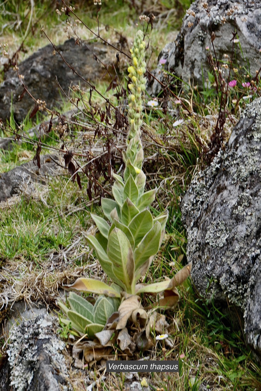 Verbascum thapsus.molène.bouillon blanc.scrophulariaceae.espèce envahissante.j (1).jpeg