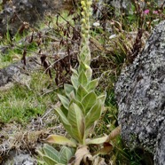 Verbascum thapsus.molène.bouillon blanc.scrophulariaceae.espèce envahissante.j (1).jpeg