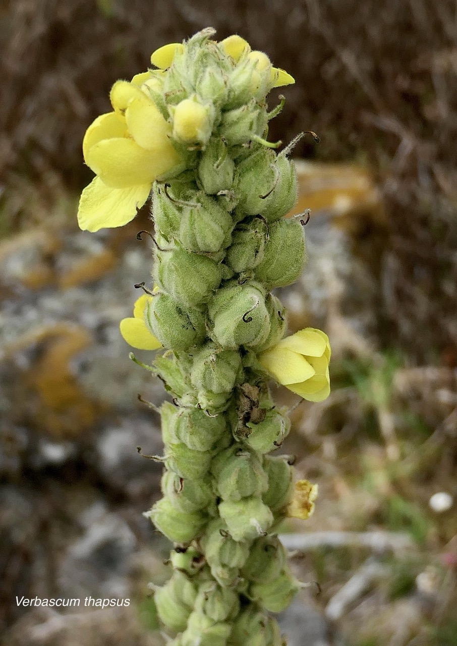 Verbascum thapsus.molène.bouillon blanc.scrophulariaceae.espèce envahissante.j.jpeg