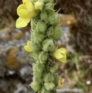 Verbascum thapsus.molène.bouillon blanc.scrophulariaceae.espèce envahissante.j.jpeg