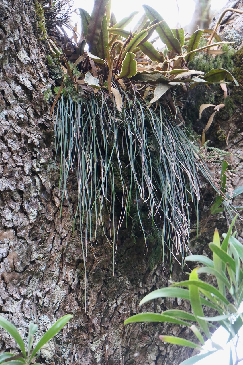 Vittaria isoetifolia Bory.fougère ficelle.pteridaceae.indigène Réunion et Elaphoglossum splendens sur tronc de tamarin des hauts.jpeg