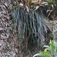 Vittaria isoetifolia Bory.fougère ficelle.pteridaceae.indigène Réunion et Elaphoglossum splendens sur tronc de tamarin des hauts.jpeg