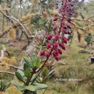 Agarista buxifolia Petit bois de rempart Ericaceae Indigène La Réunion 404.jpeg