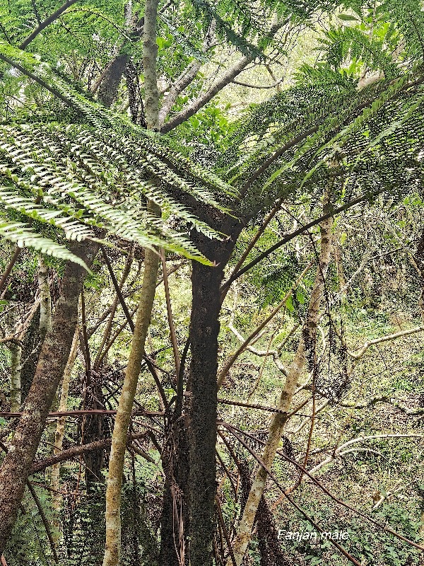 Alsophila borbonica Fanjan mâle Cyatheaceae Endémique La Réunion 215.jpeg