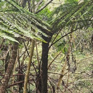 Alsophila borbonica Fanjan mâle Cyatheaceae Endémique La Réunion 215.jpeg