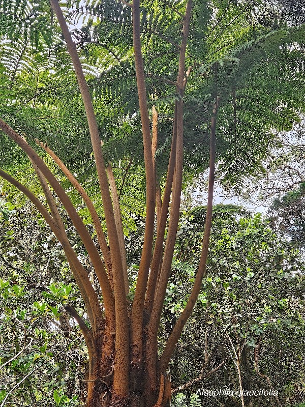 Alsophila glaucifolia Fanjan femelle Cyatheaceae Endémique La Réunion 12.jpeg