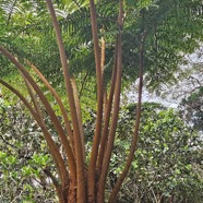 Alsophila glaucifolia Fanjan femelle Cyatheaceae Endémique La Réunion 12.jpeg