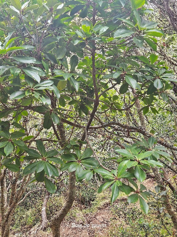 Badula barthesia Bois de savon Primulaceae Endémique La Réunion 36.jpeg