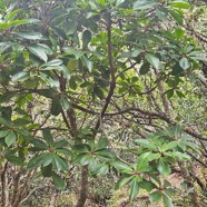 Badula barthesia Bois de savon Primulaceae Endémique La Réunion 36.jpeg