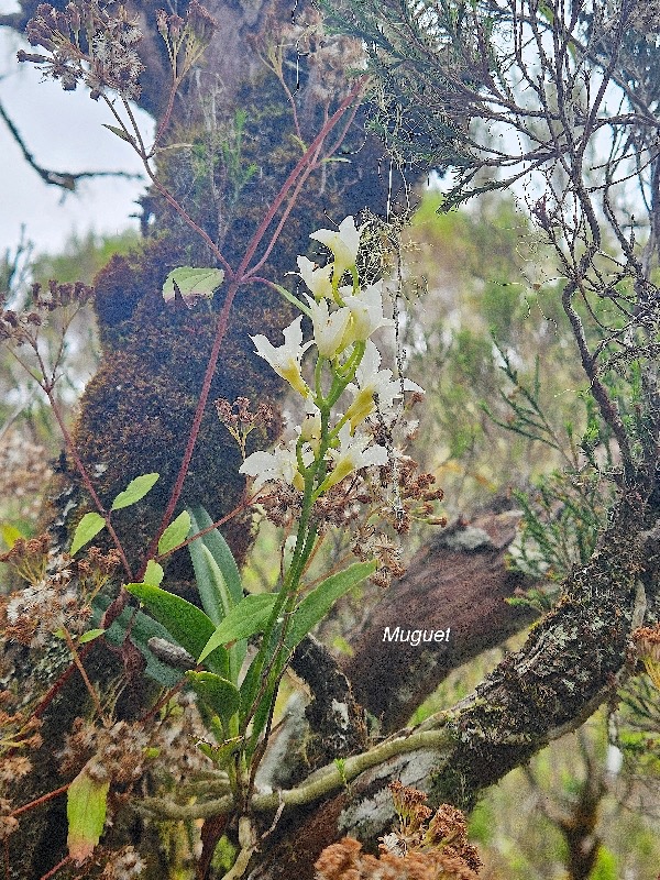 Beclardia macrostachya Muguet Orchidaceae Indigène La Réunion 443.jpeg