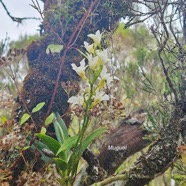 Beclardia macrostachya Muguet Orchidaceae Indigène La Réunion 443.jpeg