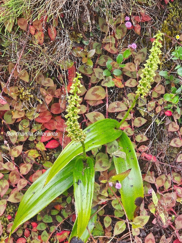 Benthamia chlorantha Orchidaceae Endémique La Réunion, Maurice 852.jpeg