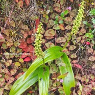 Benthamia chlorantha Orchidaceae Endémique La Réunion, Maurice 852.jpeg