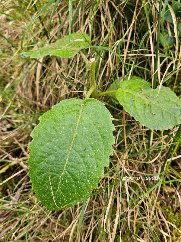 Claoxylon dolichostachyum Bois d'oiseaux Euphorbiaceae Endémique La Réunion 42.jpeg