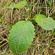 Claoxylon dolichostachyum Bois d'oiseaux Euphorbiaceae Endémique La Réunion 42.jpeg