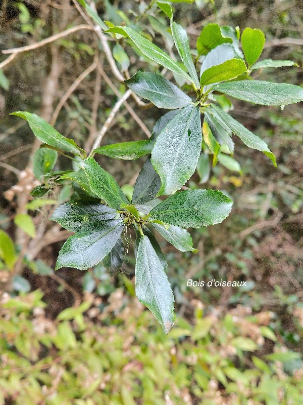 Claoxylon parviflorum Bois d'oiseaux Euphorbiaceae Endémique Mascareignes 58.jpeg