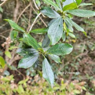 Claoxylon parviflorum Bois d'oiseaux Euphorbiaceae Endémique Mascareignes 58.jpeg