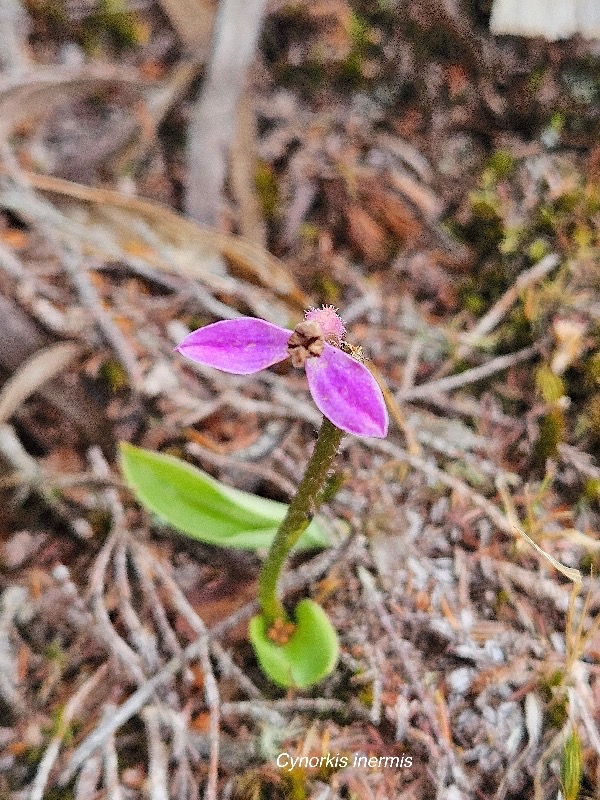 Cynorkis inermis Orchidaceae Endémique La Réunion, Maurice 40.jpeg