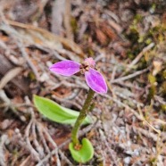 Cynorkis inermis Orchidaceae Endémique La Réunion, Maurice 40.jpeg