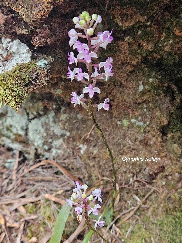 Cynorkis ridleyi Orchidaceae Indigène La Réunion 13.jpeg